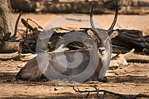 Waterbuck resting