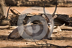 Waterbuck resting photo