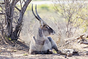 Waterbuck resting in the shade of a tree