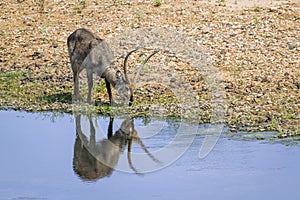 Waterbuck in the riverbank in Kruger National park, South Africa