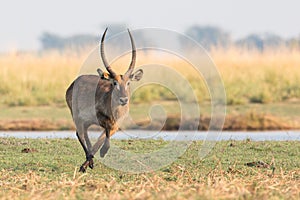 Waterbuck running fast photo