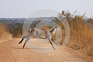 Waterbuck running photo