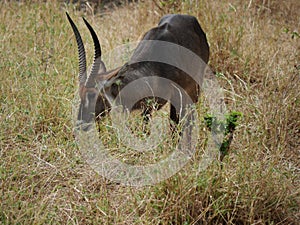 Waterbuck Safari National Park Tarangiri Ngorongoro