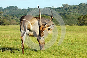 Waterbuck scratching photo