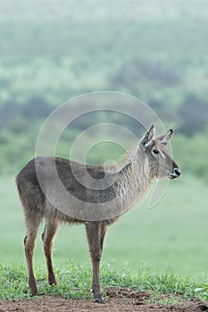 Waterbuck standing on a grass