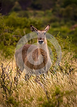 Waterbuck staring at viewer