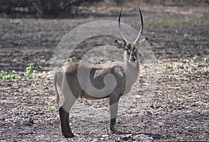 Waterbuck