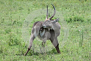 A Waterbuck trying to groom itself
