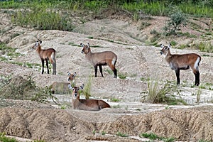 Waterbuck in Uganda Africa