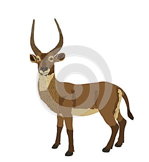 Waterbuck vector illustration isolated on white background.