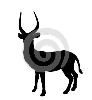 Waterbuck vector silhouette illustration isolated on white background.