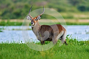 Waterbuck in water, Kobus ellipsiprymnus, large antelope in sub-Saharan Africa, detail face portrait. Nice African animal in the