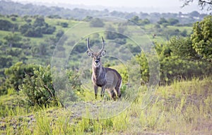 Waterbuck in the wild