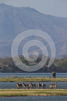 Waterbuck on the Zambezi river photo