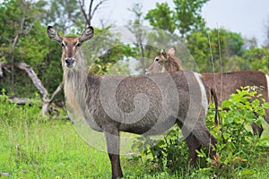 Waterbucks in African bush photo