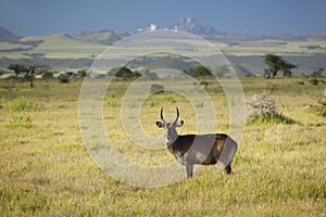 Waterbucks with antlers looking into camera with Mount Kenya in background, Lewa Conservancy, Kenya, Africa