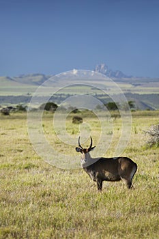 Waterbucks with antlers looking into camera with Mount Kenya in background, Lewa Conservancy, Kenya, Africa