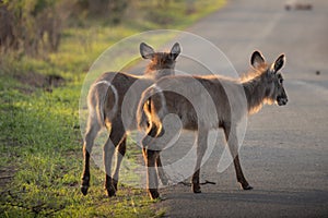 Waterbucks crossing a road during a safari in the Hluhluwe - imfolozi National Park in South africa