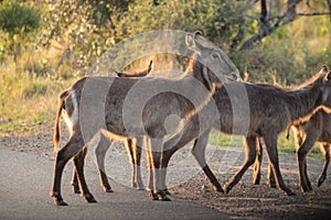 Waterbucks crossing a road during a safari in the Hluhluwe - imfolozi National Park in South africa