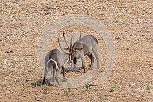 Waterbucks fighting in Kruger National park, South Africa