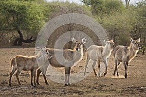 Waterbucks in the river bank, kruger bushveld, Kruger national park, SOUTH AFRICA