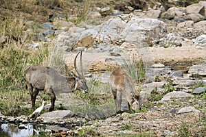 Waterbucks in the riverbank, in Kruger National park photo
