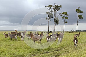 Waterbucks in Tsavo National Park in Kenya, Africa photo