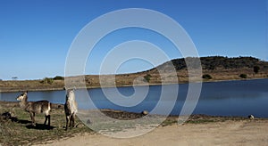 Waterbucks at waterhole photo