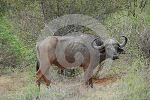 Waterbuffalo