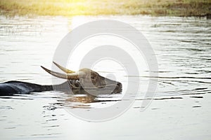 Waterbuffalo