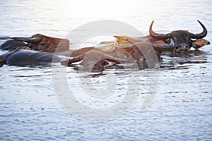 Waterbuffalo swimming in rever