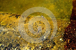 Waterbugs (Water Striders, Gerridae) on Stagnant Water