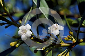 Waterbush, pointed boobialla or mangrove boobialla