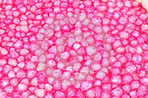 Waterchestnut in coconut milk