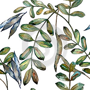 Watercolo green acacia leaves. Leaf plant botanical garden floral foliage. Seamless background pattern.