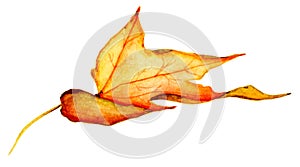 Watercolo hand drawn maple leaf isolated on the white background