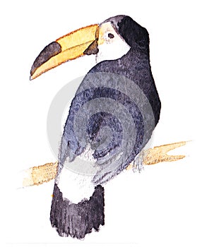 Watercolor bird toucan on branch photo