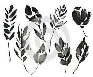 Watercolor abstract floral elements. Hand painted black leaves, seeds and twigs isolated on white background. Floral illustration