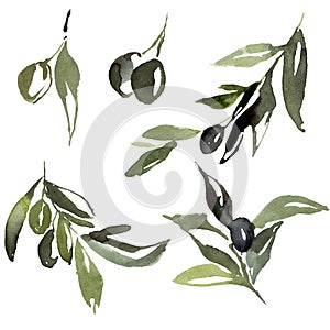 Watercolor abstract set of black and green olives, branches and leaves. Hand painted nature elements isolated on white