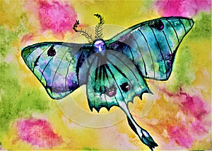 Watercolor Actias luna, the Luna Moth