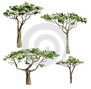 Watercolor Africa trees. Hand drawn illustration of nature Acacia, southern trees in the savannah for greeting card, postcard photo