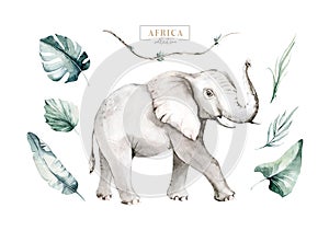 Watercolor African elephant animal isolated on white background. Savannah wildlife cartoon zoo safari poster. Jungle