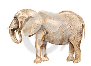 Watercolor african elephant