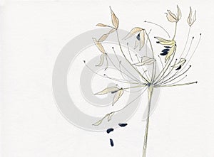 Watercolor of agapanthus in winter