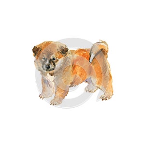 Watercolor akita puppy