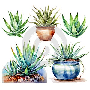 Watercolor aloe vera plant set. Hand drawn fresh green succulent medicinal herbs, aloe juice drop, sliced leaves