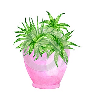 Watercolor aloe vera plants in cute pink ceramic flower pot. Hand drawn green succulent planter isolated on white background.