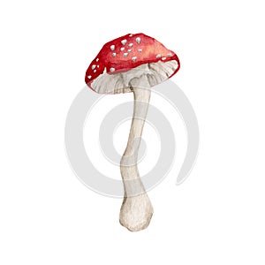 Watercolor amanita mushroom clipart