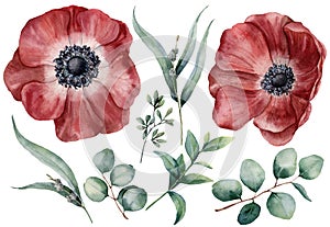 Watercolor anemone and eucalyptus big set. Hand painted red anemone, baby, seeded and silver dollar eucalyptus branch