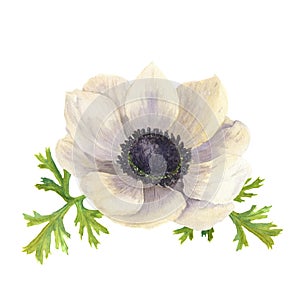 Watercolor anemone flower with leaves.Hand drawn floral illustration with white background. Botanical illustration